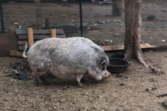 Summer Jobs with Heart, Ice Towel Staff Needed to Protect Pot-Bellied Pigs in Marana