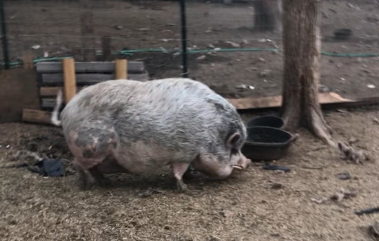 Summer Jobs with Heart, Ice Towel Staff Needed to Protect Pot-Bellied Pigs in Marana