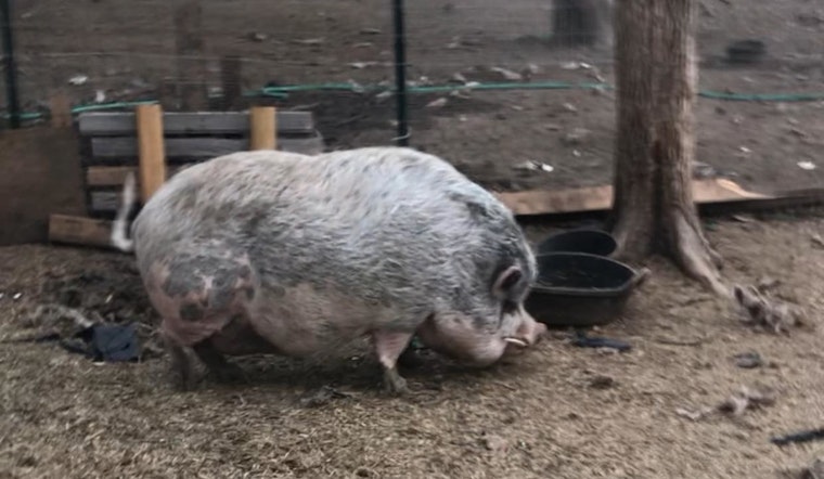 Summer Jobs with Heart, Ice Towel Staff Needed to Protect Pot-Bellied Pigs in Marana