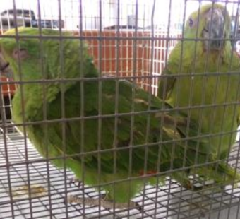 Suspected Wildlife Smuggler Busted With Live Parrots at Otay Mesa Port of Entry