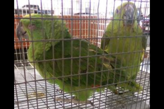 Suspected Wildlife Smuggler Busted With Live Parrots at Otay Mesa Port of Entry