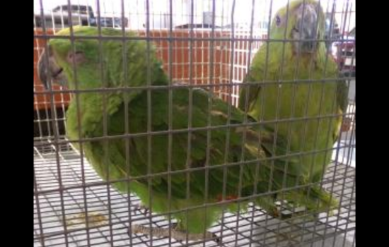Suspected Wildlife Smuggler Busted With Live Parrots at Otay Mesa Port of Entry