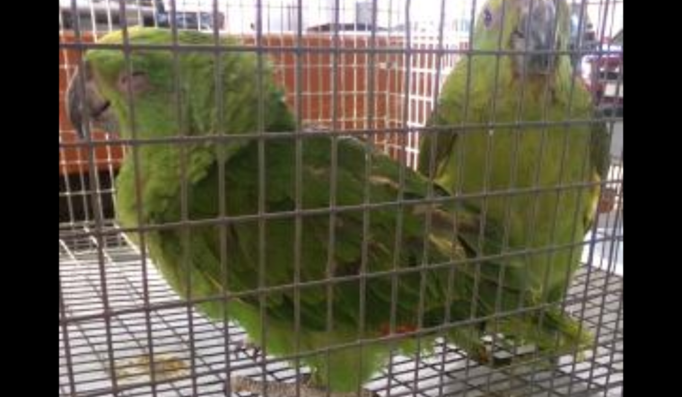 Suspected Wildlife Smuggler Busted With Live Parrots at Otay Mesa Port of Entry