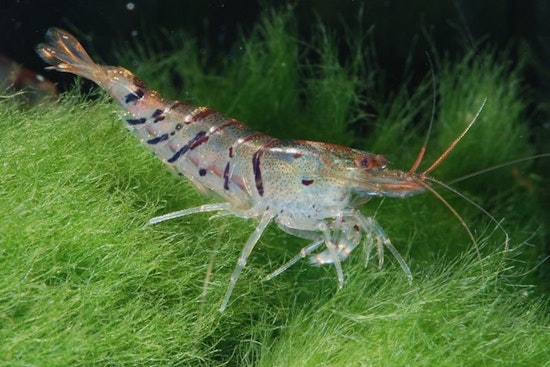 Texas and Federal Waters to Close for Shrimp Harvesting to Promote Sustainability