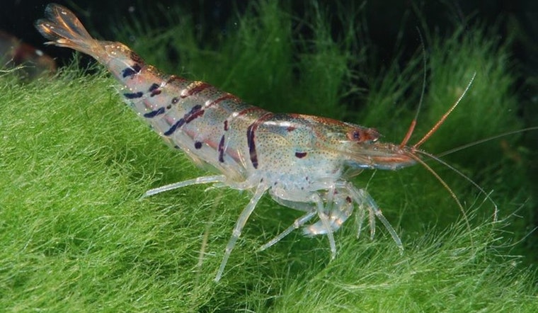 Texas and Federal Waters to Close for Shrimp Harvesting to Promote Sustainability