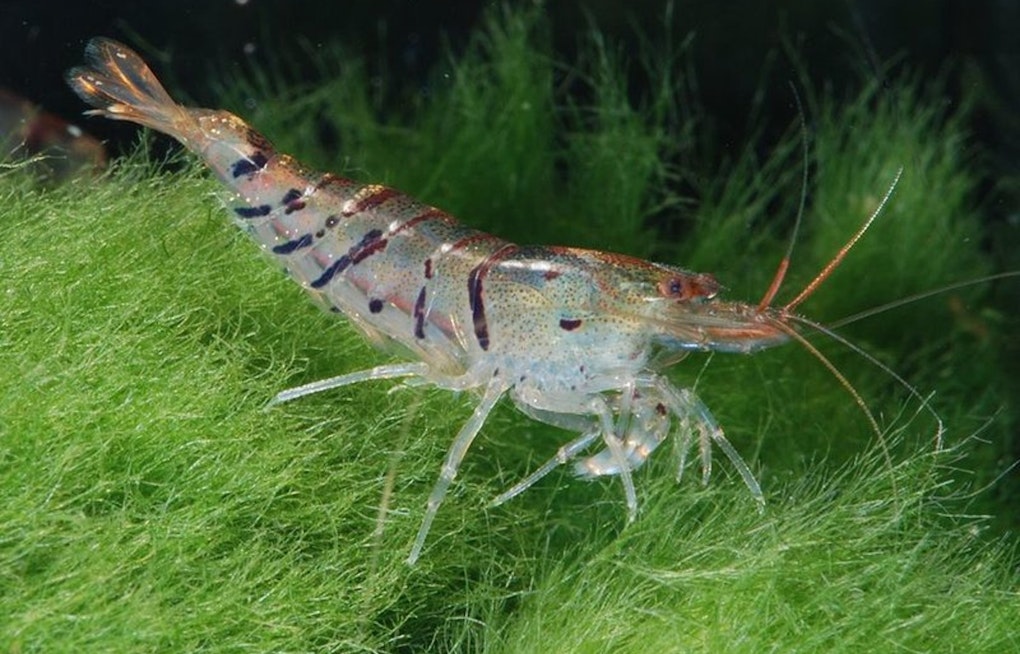 Texas and Federal Waters to Close for Shrimp Harvesting to Promote Sustainability