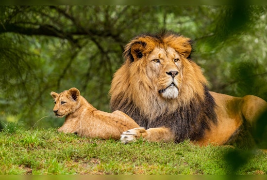 Texas Curbs Wild Mountain Lion Hunting with New Humane Trapping Regulations