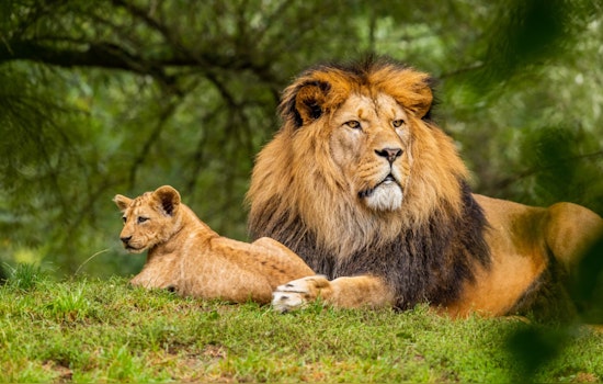 Texas Curbs Wild Mountain Lion Hunting with New Humane Trapping Regulations