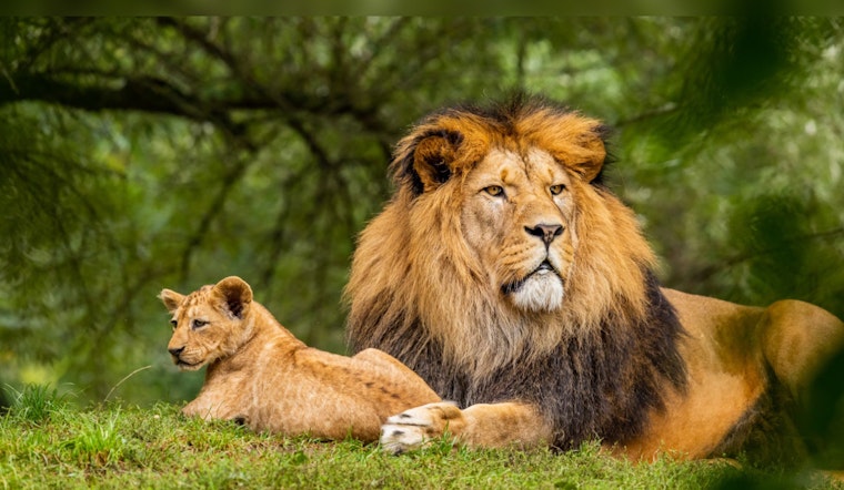 Texas Curbs Wild Mountain Lion Hunting with New Humane Trapping Regulations