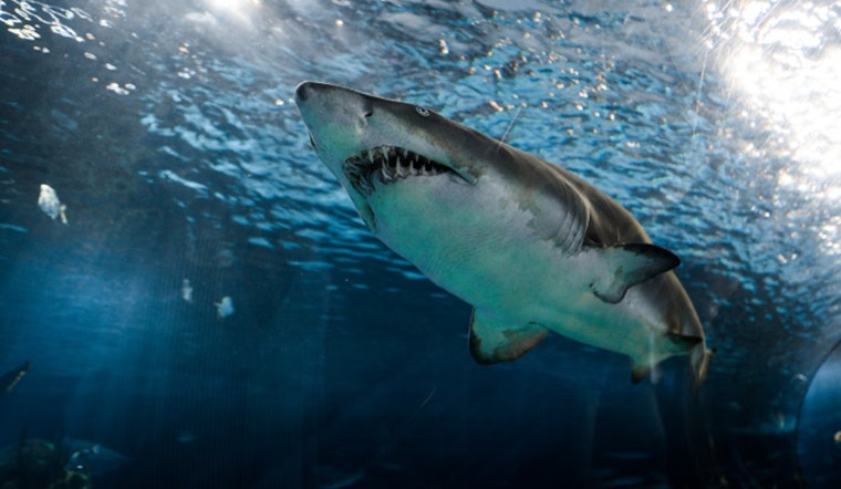 Texas Fisherman's Viral Catch Sparks Shark Debate in New Braunfels' Guadalupe River