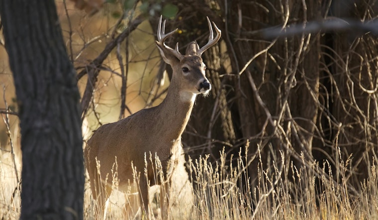 TPWD Seeks Public Input on Proposed Deer Carcass Disposal Regulations to Combat CWD in Texas