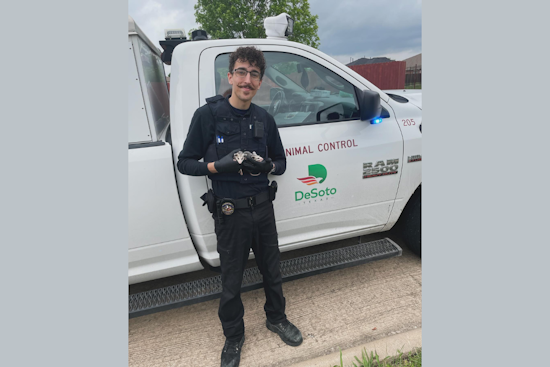 Tri-City Animal Shelter Saves Orphaned Opossums, DeSoto Police Assist in Rescue Effort