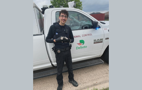 Tri-City Animal Shelter Saves Orphaned Opossums, DeSoto Police Assist in Rescue Effort