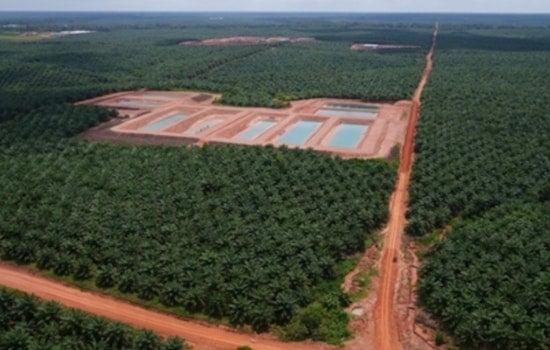 UMass Study Reveals Oil Palm Plantations Deteriorate Water Quality in West Papua's Indigenous Territories