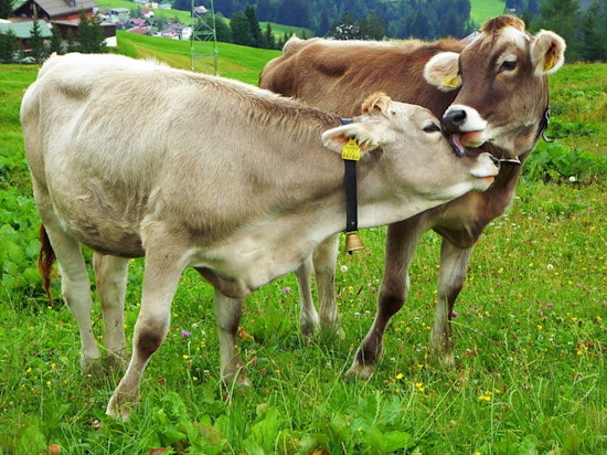 USDA Makes Electronic Tags Mandatory for Cattle and Bison to Strengthen Disease Traceability