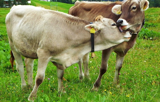 USDA Makes Electronic Tags Mandatory for Cattle and Bison to Strengthen Disease Traceability