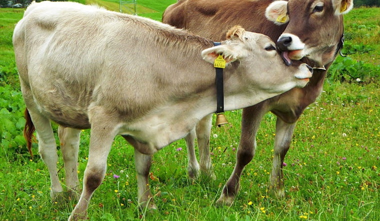 USDA Makes Electronic Tags Mandatory for Cattle and Bison to Strengthen Disease Traceability