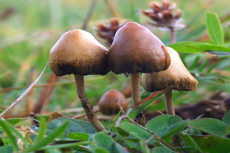 UT Austin Hosts Texas Mushroom Conference, Explores Psilocybin's Potential for Treating Mental Health Issues