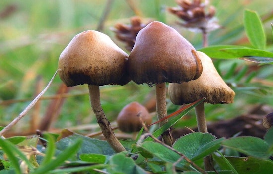 UT Austin Hosts Texas Mushroom Conference, Explores Psilocybin's Potential for Treating Mental Health Issues