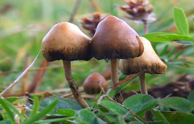 UT Austin Hosts Texas Mushroom Conference, Explores Psilocybin's Potential for Treating Mental Health Issues