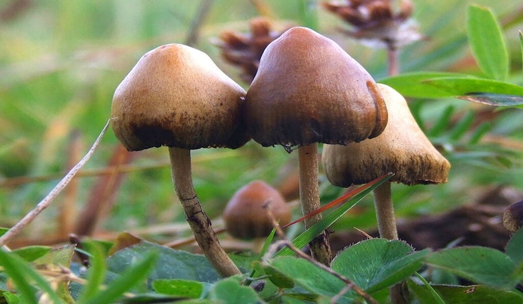 UT Austin Hosts Texas Mushroom Conference, Explores Psilocybin's Potential for Treating Mental Health Issues