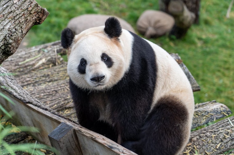 Washington, D.C. Braces for Panda Palooza as National Zoo Welcomes New Giant Pandas
