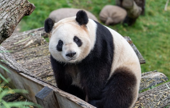 Washington, D.C. Braces for Panda Palooza as National Zoo Welcomes New Giant Pandas