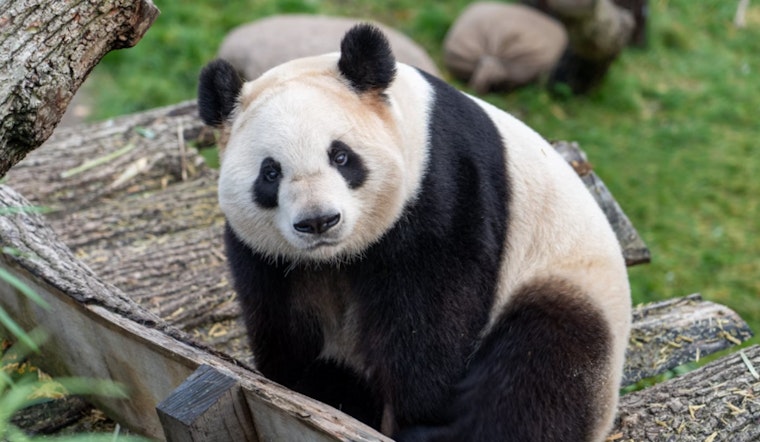 Washington, D.C. Braces for Panda Palooza as National Zoo Welcomes New Giant Pandas