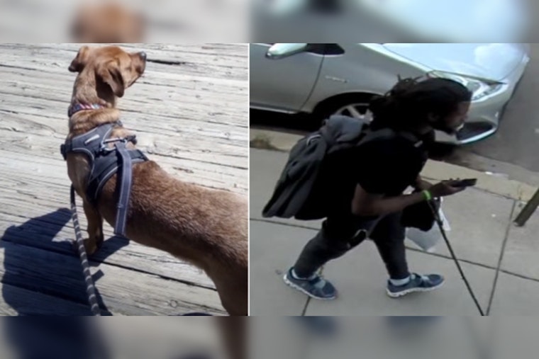 Washington D.C. Police Seek Public's Help in Search for Dog Snatched from Northeast Home