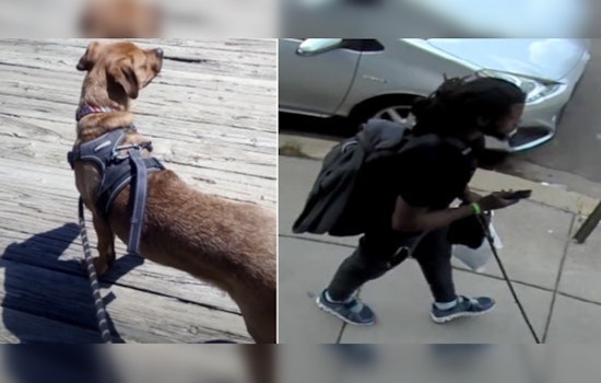 Washington D.C. Police Seek Public's Help in Search for Dog Snatched from Northeast Home
