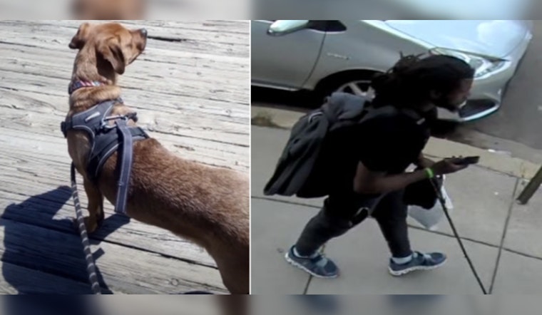 Washington D.C. Police Seek Public's Help in Search for Dog Snatched from Northeast Home