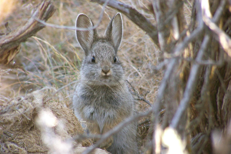 Washington Department of Fish and Wildlife Seeks Public Comment on Endangered Pygmy Rabbit Status Review