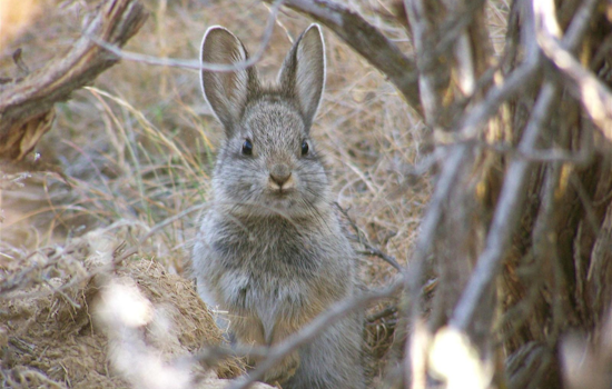 Washington Department of Fish and Wildlife Seeks Public Comment on Endangered Pygmy Rabbit Status Review