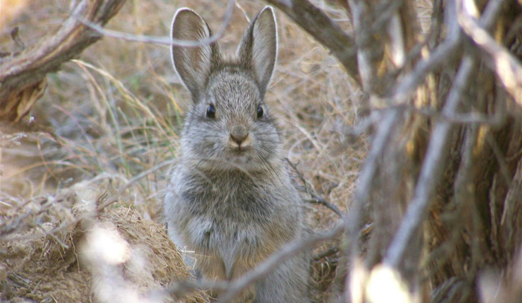 Washington Department of Fish and Wildlife Seeks Public Comment on Endangered Pygmy Rabbit Status Review