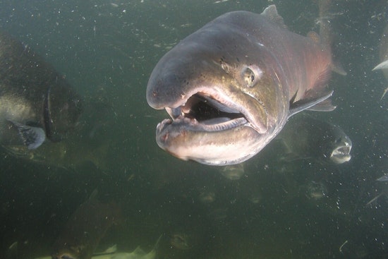 Washington State Closes Spring Chinook Salmon Fishing on Snake River to Preserve Species