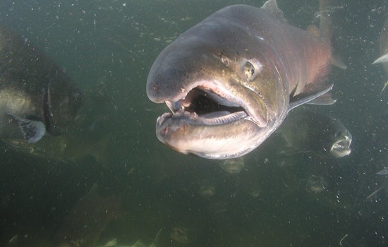 Washington State Closes Spring Chinook Salmon Fishing on Snake River to Preserve Species