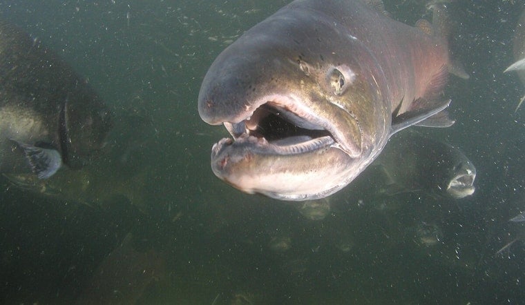 Washington State Closes Spring Chinook Salmon Fishing on Snake River to Preserve Species