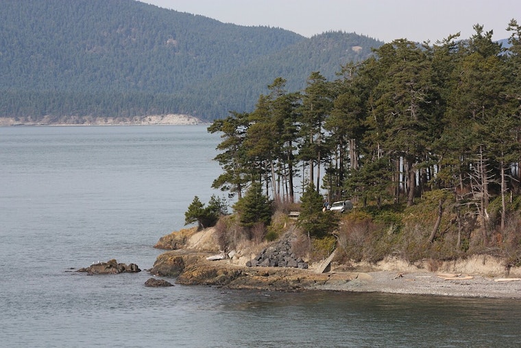 Washington's Forest Health Crisis, Douglas-fir Engraver Beetle Ravages Trees in Record Numbers