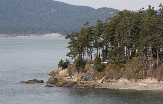 Washington's Forest Health Crisis, Douglas-fir Engraver Beetle Ravages Trees in Record Numbers