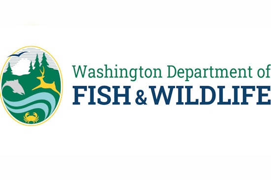 WDFW Announces Temporary Closure of Marine Area 13 in South Puget Sound for Salmon Fishing Starting May 15