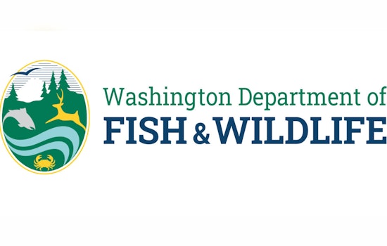 WDFW Announces Temporary Closure of Marine Area 13 in South Puget Sound for Salmon Fishing Starting May 15