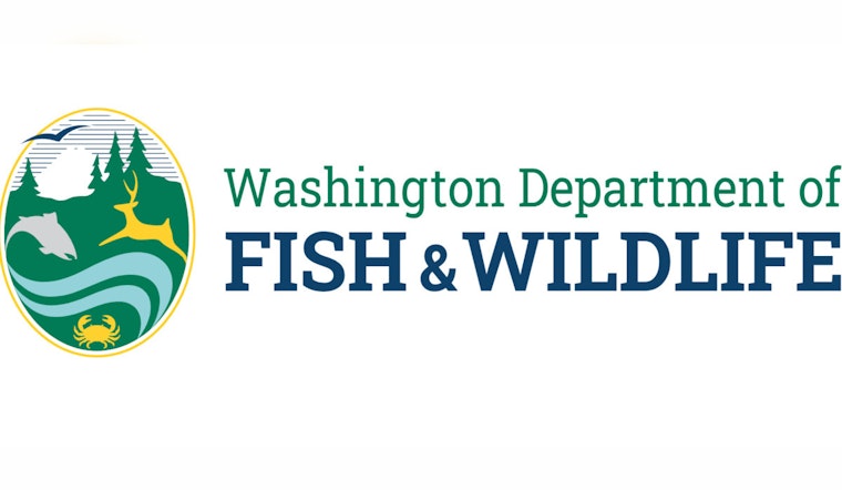 WDFW Announces Temporary Closure of Marine Area 13 in South Puget Sound for Salmon Fishing Starting May 15