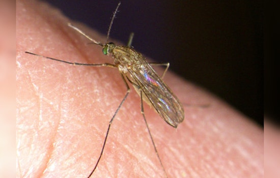 West Nile Virus Detected in Mosquitoes in Houston's 77019 Zip Code, Health Officials to Begin Spray Operations