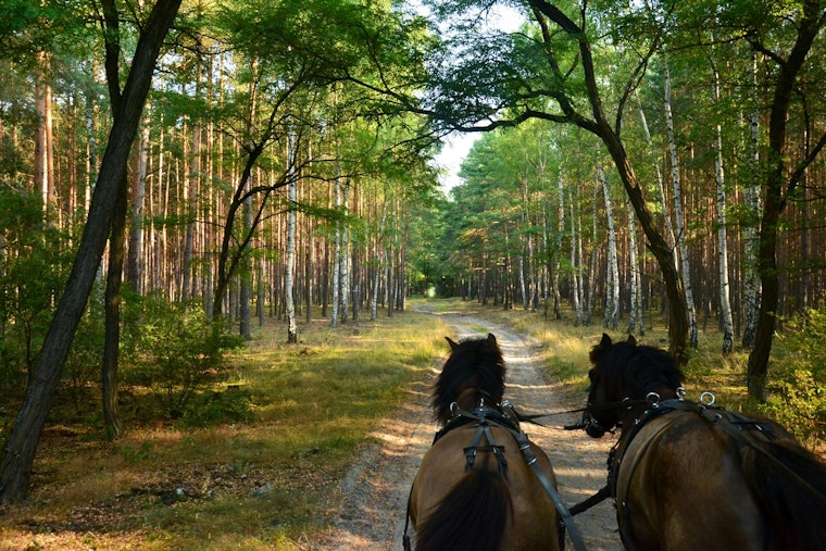 Wright County Opens Equine Trails at Regional Parks with Guidelines for Preserving Paths