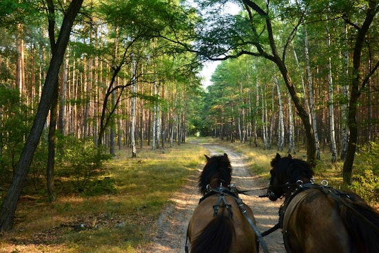 Wright County Opens Equine Trails at Regional Parks with Guidelines for Preserving Paths