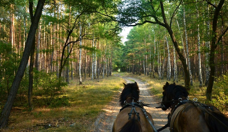 Wright County Opens Equine Trails at Regional Parks with Guidelines for Preserving Paths