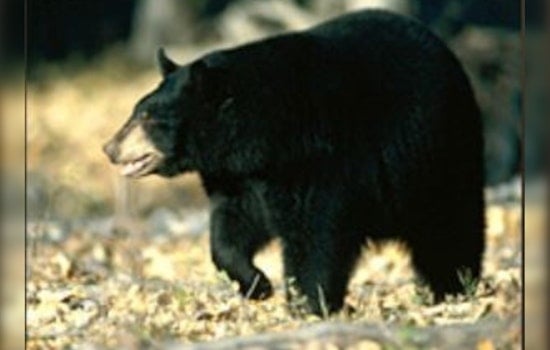 Young Bear Spotted Roaming in Eugene Neighborhood Prompting Wildlife Alert