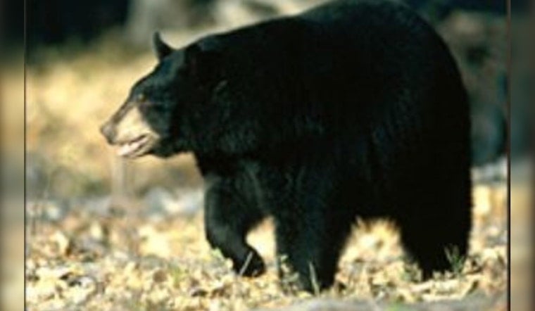 Young Bear Spotted Roaming in Eugene Neighborhood Prompting Wildlife Alert