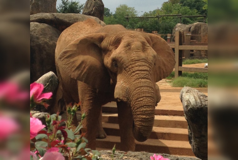 Zoo Knoxville’s Last Elephant, Tonka, Enters Hospice Care as Health Declines