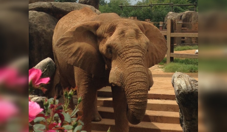 Zoo Knoxville’s Last Elephant, Tonka, Enters Hospice Care as Health Declines